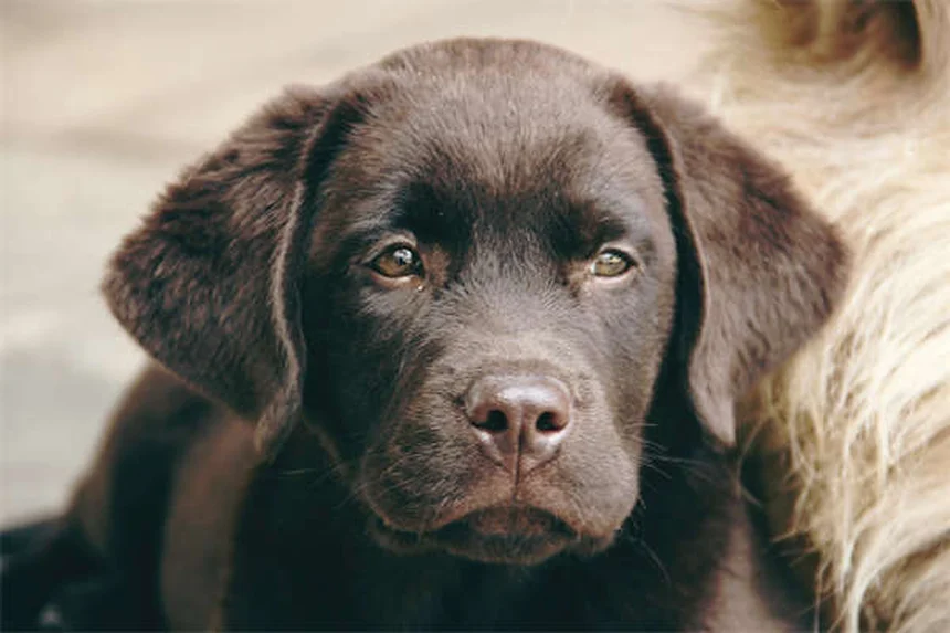 Why Do Dogs Make Puppy Dog Eyes? The Science Behind This Adorable Trait