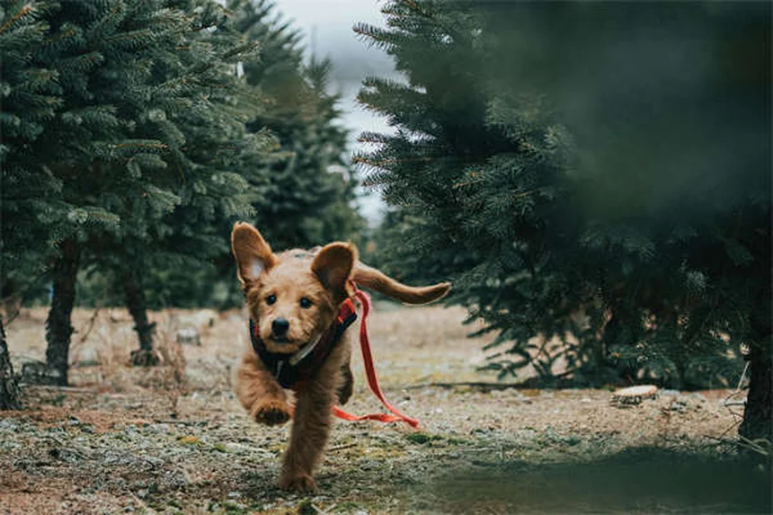 Extreme Dog Sports: 8 Thrilling Activities for Your Adventure Pup