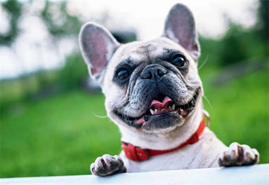 How Do Dogs Think? 5 Mind-Blowing Facts About Canine Cognition