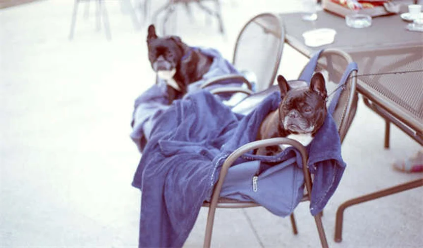 How Do Dogs Think? 5 Mind-Blowing Facts About Canine Cognition